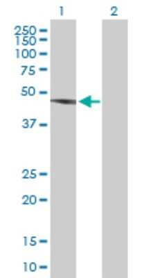 Western Blot: CSK Antibody [H00001445-D01P] - Analysis of CSK expression in transfected 293T cell line by CSK polyclonal antibody.Lane 1: CSK transfected lysate(50.70 KDa).Lane 2: Non-transfected lysate.