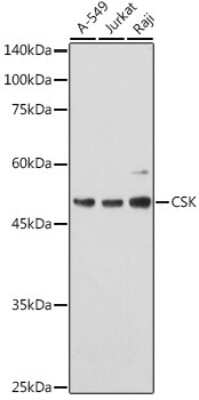 Western Blot: CSK Antibody [NBP2-92944] - Western blot analysis of extracts of various cell lines, using CSK antibody (NBP2-92944) at 1:1000 dilution. Secondary antibody: HRP Goat Anti-Rabbit IgG (H+L) at 1:10000 dilution. Lysates/proteins: 25ug per lane. Blocking buffer: 3% nonfat dry milk in TBST. Detection: ECL Basic Kit. Exposure time: 60s.