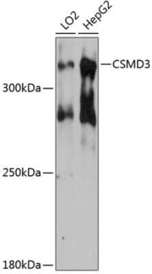 Western Blot: CSMD3 Antibody [NBP2-92064] - Analysis of extracts of various cell lines, using CSMD3 at 1:3000 dilution.Secondary antibody: HRP Goat Anti-Rabbit IgG (H+L) at 1:10000 dilution.Lysates/proteins: 25ug per lane.Blocking buffer: 3% nonfat dry milk in TBST.Detection: ECL Basic Kit .Exposure time: 90s.