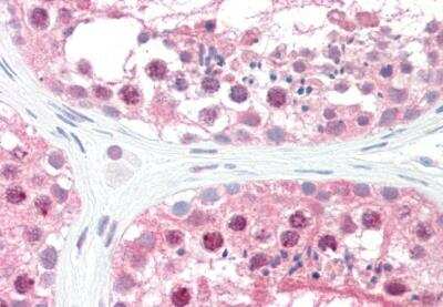 Immunohistochemistry-Paraffin: CSN1 Antibody [NB100-1237] - Staining of paraffin embedded Human Testis. Antibody at 5 ug/mL. Steamed antigen retrieval with citrate buffer pH 6, AP-staining.