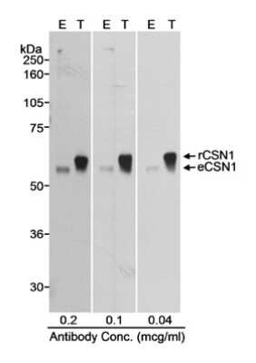 <b>Biological Strategies Validation. </b>Western Blot: CSN1 Antibody [NB100-362] - Samples : Whole cell lysate (50 ug - E; 10 ug - T) from mock transfected (E) or CSN1 transfected (T) HEK293T cells. Antibody : Affinity purified rabbit anti-CSN1 used at the indicated concentration. Detection : Chemiluminescence with a 10 second exposure.