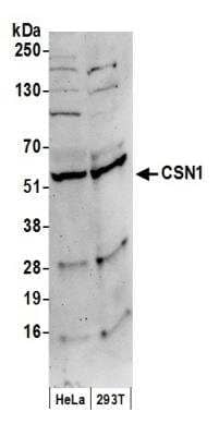 Western Blot CSN1 Antibody - BSA Free