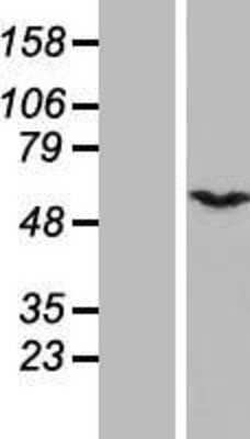 Western Blot CSN1 Overexpression Lysate
