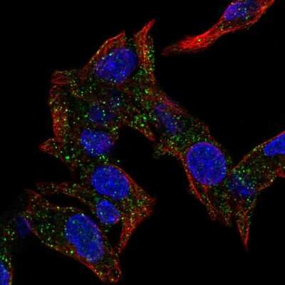 Immunocytochemistry/ Immunofluorescence CSRP2BP Antibody - BSA Free