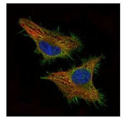 Immunocytochemistry/Immunofluorescence: CSRP3 Antibody [NBP1-32974] - Paraformaldehyde-fixed HeLa, using CSRP3 antibody (Green) at 1:500 dilution. Alpha-tubulin filaments were labeled with an alpha Tubulin antibody (Red) at 1:2500.