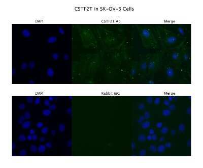 Immunocytochemistry/Immunofluorescence: CSTF2T Antibody [NBP2-87221] - Sample Type: SKOV3.  Primary Antibody Dilution: 4 ug/ml. Secondary Antibody: Anti-rabbit Alexa 546. Secondary Antibody Dilution: 2 ug/ml. Gene Name: CSTF2T