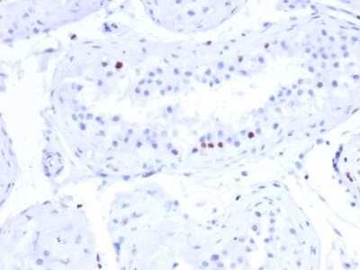 Immunohistochemistry-Paraffin: CSTF2T Antibody (PCRP-CSTF2T-1A3) [NBP3-08807] - Formalin-fixed, paraffin-embedded human testis stained with CSTF2T Mouse Monoclonal Antibody (PCRP-CSTF2T-1A3).