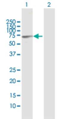 Western Blot: CSTF2T Antibody [H00023283-B01P] - Analysis of CSTF2T expression in transfected 293T cell line by CSTF2T polyclonal antibody.  Lane 1: CSTF2T transfected lysate(67.76 KDa). Lane 2: Non-transfected lysate.