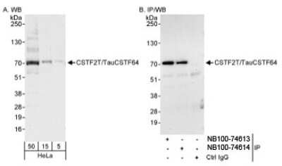 <b>Independent Antibodies Validation. </b>Western Blot: CSTF2T Antibody [NB100-74614] - Whole cell lysate (5, 15 and 50 mcg for WB; 1 mg for IP, 20% of IP loaded) from HeLa cells.  NB100-74614 used for WB at 0.4 mcg/ml (A) and 1 mcg/ml (B) and used for IP at 3 mcg/mg lysate. CSTF2T/TauCSTF64 was also immunoprecipitated by rabbit anti-CSTF2T/TauCSTF64 antibody NB100-74613, which recognizes an upstream epitope.