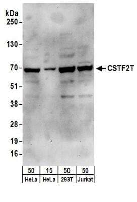 Western Blot CSTF2T Antibody - BSA Free