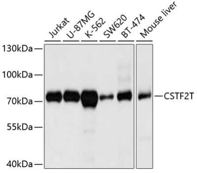 Western Blot CSTF2T Antibody - BSA Free