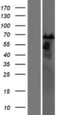 Western Blot CSTF2T Overexpression Lysate