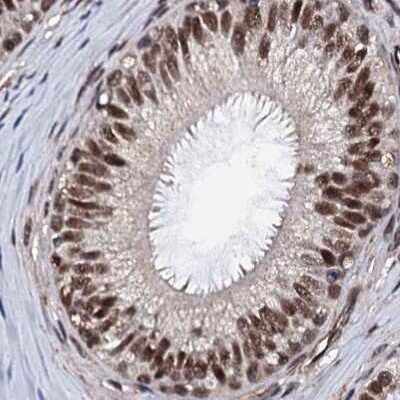 Immunohistochemistry-Paraffin: CSTF3 Antibody [NBP1-85427] - Staining of human epididymis.
