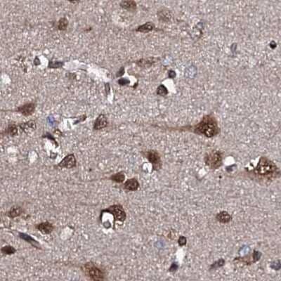 Immunohistochemistry-Paraffin: CSTF3 Antibody [NBP1-85427] - Staining of human cerebral cortex.