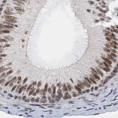 Immunohistochemistry-Paraffin: CSTF3 Antibody [NBP1-85428] - Staining of human epididymis.