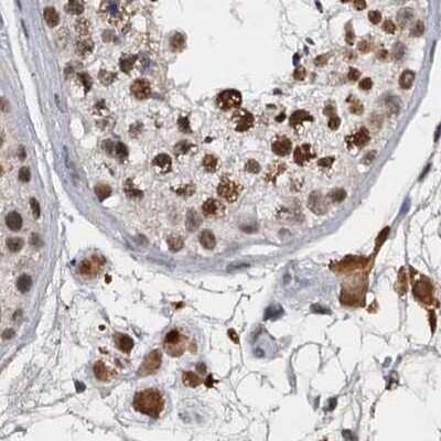 Immunohistochemistry-Paraffin: CSTF3 Antibody [NBP1-85428] - Staining of human testis.