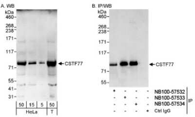 Western Blot: CSTF3 Antibody [NB100-57532] - Detection of Human CSTF77 on HeLa whole cell lysate using NB100-57532. CSTF77 was also immunoprecipitated by rabbit anti-CSTF77 antibodies NB100-57533 and NB10-57534.