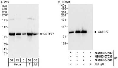 Western Blot: CSTF3 Antibody [NB100-57534] - Detection of Human and Mouse CSTF77 on HeLa whole cell lysate using NB100-57534. CSTF77 was also immunoprecipitated by rabbit anti-CSTF77 antibodies NB100-57532 and NB100-57533.