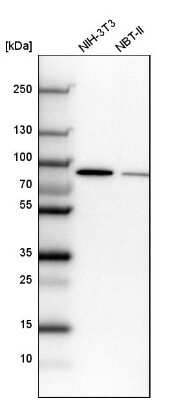 Western Blot: CSTF3 Antibody [NBP1-85427] - Analysis in mouse cell line NIH-3T3 and rat cell line NBT-II.