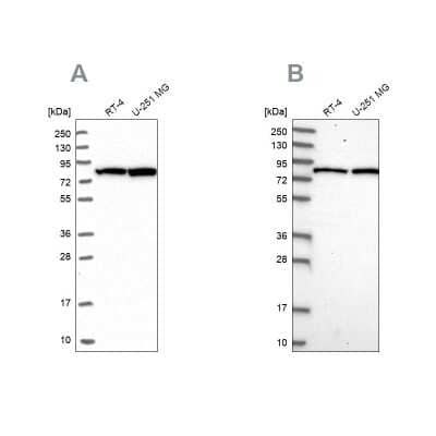 Western Blot CSTF3 Antibody - BSA Free