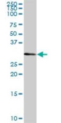 Western Blot: CSTP1 Antibody [H00055313-B01P] - Analysis of FLJ11151 expression in human liver.