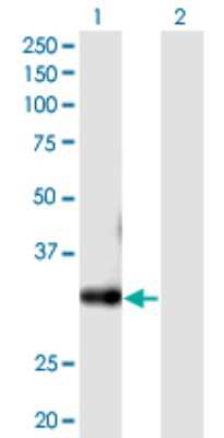 Western Blot: CSTP1 Antibody [H00055313-B01P] - Analysis of FLJ11151 expression in transfected 293T cell line by FLJ11151 polyclonal antibody.  Lane 1: FLJ11151 transfected lysate(34.54 KDa). Lane 2: Non-transfected lysate.