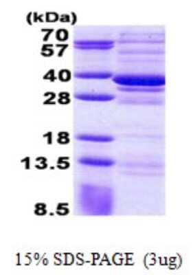 SDS-Page: CSTP1 Protein [NBP2-22723]