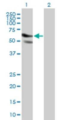 Western Blot: CT110 Antibody [H00055105-B01P] - Analysis of GPATCH2 expression in transfected 293T cell line by GPATCH2 polyclonal antibody.  Lane 1: GPATC2 transfected lysate(41.36 KDa). Lane 2: Non-transfected lysate.