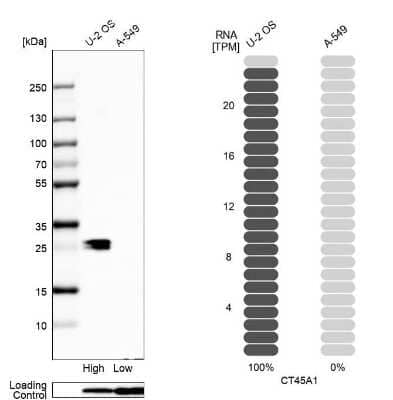 Western Blot: CT45A1 Antibody [NBP2-46702] - Analysis in human cell line U-2 OS and human cell line A-549.