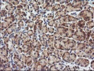 Immunohistochemistry: CTAG1B Antibody (OTI5H4) - Azide and BSA Free [NBP2-70486] - Analysis of Human pancreas tissue. (Heat-induced epitope retrieval by 10mM citric buffer, pH6.0, 120C for 3min)