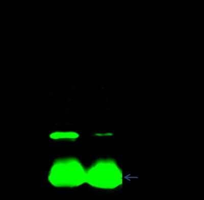 Immunoprecipitation: CTAGE1 Antibody [NBP2-99272] - CTAGE1 was immunoprecipitated using: Lane A: 0.5 mg 293T Whole Cell Lysate. Lane B: 0.5 mg Hela Whole Cell Lysate0.5 ul anti-CTAGE1 rabbit polyclonal antibody and 15 ul of 50 % Protein G agarose. Primary antibody: Anti-CTAGE1 rabbit polyclonal antibody, at 1:500 dilution. Secondary antibody: Dylight 800-labeled antibody to rabbit IgG (H+L), at 1:5000 dilution. Developed using the Odyssey technique. Performed under reducing conditions. Predicted band size: 85 kDa. Observed band size: 85 kDa
