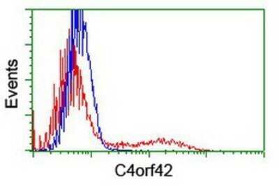 Flow Cytometry: CTBP1-DT Antibody (OTI2C6) - Azide and BSA Free [NBP2-72333] - HEK293T cells transfected with either overexpression plasmid (Red) or empty vector control plasmid (Blue) were immunostaining by anti-C4orf42 antibody, and then analyzed by flow cytometry.