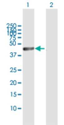 Western Blot: CTBP2 Antibody [H00001488-D01P] - Analysis of CTBP2 expression in transfected 293T cell line by CTBP2 polyclonal antibody.Lane 1: CTBP2 transfected lysate(56.20 KDa).Lane 2: Non-transfected lysate.