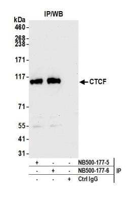 Immunoprecipitation: CTCF Antibody [NB500-177] - Detection of human CTCF by western blot of immunoprecipitates. Samples: Whole cell lysate (1.0 mg per IP reaction; 20% of IP loaded) from Jurkat cells prepared using NETN lysis buffer. Antibodies: Affinity purified rabbit anti-CTCF antibody NB500-177 (lot NB500-177-6) used for IP at 6 ug per reaction. CTCF was also immunoprecipitated by a previous lot of this antibody (lot NB500-177-5). For blotting immunoprecipitated CTCF, NB500-177 was used at 0.02 ug/ml. Detection: Chemiluminescence with an exposure time of 10 seconds.