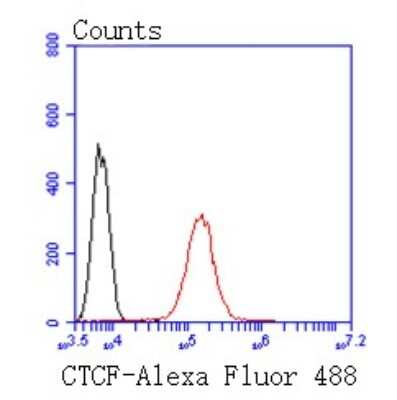 Flow Cytometry: CTCF Antibody (JM10-61) [NBP2-67001] - Flow cytometric analysis of CTCF was done on 293T cells. The cells were fixed, permeabilized and stained with the primary antibody (1/50) (red). After incubation of the primary antibody at room temperature for an hour, the cells were stained with a Alexa Fluor 488-conjugated Goat anti-Rabbit IgG Secondary antibody at 1/1000 dilution for 30 minutes. Unlabeled sample was used as a control (cells without incubation with primary antibody; black).