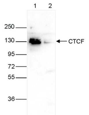 Western Blot: CTCF Antibody [NBP2-59228] - Whole cell extracts (40 ug) from HeLa cells transfected with CTCF siRNA (lane 2) and from an untransfected control (lane 1) were analysed by Western blot using the antibody against CTCF diluted 1:1,000 in TBS-Tween containing 5% skimmed milk. The position of the protein of interest is indicated on the right; the marker (kDa) is shown on the left.