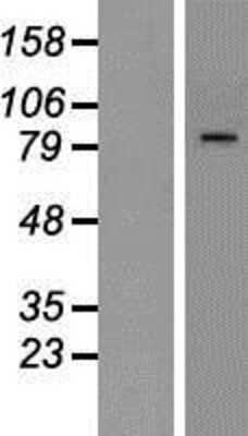 Western Blot: CTCF Overexpression Lysate (Adult Normal) [NBP2-07605] Left-Empty vector transfected control cell lysate (HEK293 cell lysate); Right -Over-expression Lysate for CTCF.