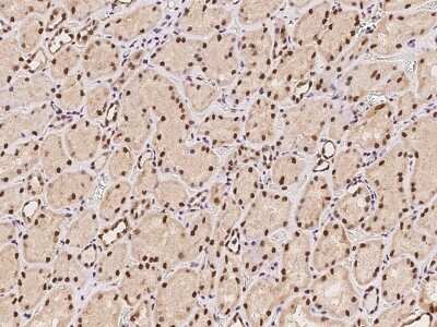 Immunohistochemistry-Paraffin: CTDSP2 Antibody [NBP2-97362] - Immunochemical staining of human CTDSP2 in human kidney with rabbit polyclonal antibody at 1:100 dilution, formalin-fixed paraffin embedded sections.