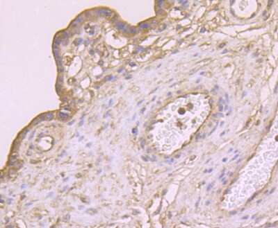 Immunohistochemistry-Paraffin: CTHRC1 Antibody (5H1) [NBP2-75454] - Analysis of paraffin-embedded human placenta tissue using anti-CTHRC1 antibody. Counter stained with hematoxylin.