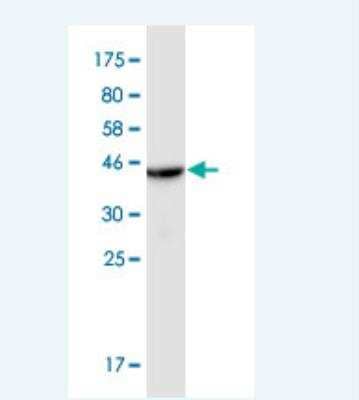 Western Blot: CTL1/SLC44A1 Antibody (4E12) [H00023446-M04] - Detection against Immunogen (37.84 KDa) .