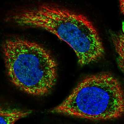 Immunocytochemistry/Immunofluorescence: CTL1/SLC44A1 Antibody [NBP2-56341] - Staining of human cell line HaCaT shows localization to nucleoplasm & mitochondria. Antibody staining is shown in green.