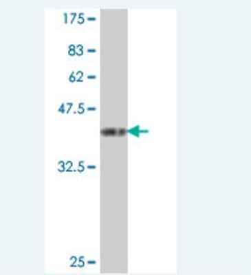 Western Blot: CTL1/SLC44A1 Antibody [H00023446-A01] - Detection against Immunogen (38.21 KDa) .