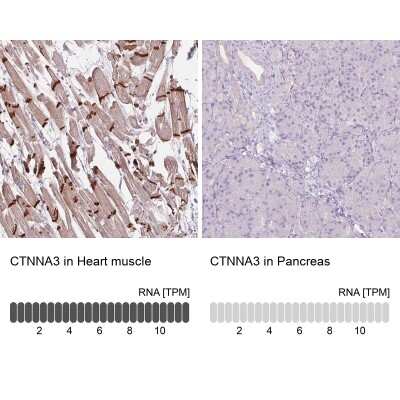 <b>Orthogonal Strategies Validation. </b>Immunohistochemistry-Paraffin: CTNNA3 Antibody [NBP2-49348] - Staining in human heart muscle and pancreas tissues using anti-CTNNA3 antibody. Corresponding CTNNA3 RNA-seq data are presented for the same tissues.