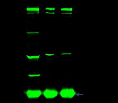 Immunoprecipitation: CTNNA3 Antibody [NBP2-99083] - CTNNA3 was immunoprecipitated using: Lane A: 0.5 mg 293T Whole Cell Lysate. Lane B: 0.5 mg Jurkat Whole Cell Lysate. Lane C: 0.5 mg Hela Whole Cell Lysate. 1 ul anti-CTNNA3 rabbit polyclonal antibody and 15 ul of 50 % Protein G agarose. Primary antibody: Anti-CTNNA3 rabbit polyclonal antibody, at 1:500 dilution. Secondary antibody: Dylight 800-labeled antibody to rabbit IgG (H+L), at 1:5000 dilution. Developed using the Odyssey technique. Performed under reducing conditions. Predicted band size: 88 kDa. Observed band size: 88 kDa