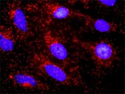 Proximity Ligation Assay: CTNNA3 Antibody [H00029119-D01P] - Analysis of protein-protein interactions between CTNNA3 and CTNNB1. HeLa cells were stained with anti-CTNNA3 rabbit purified polyclonal 1:1200 and anti-CTNNB1 mouse monoclonal antibody 1:50. Each red dot represents the detection of protein-protein interaction complex, and nuclei were counterstained with DAPI (blue).