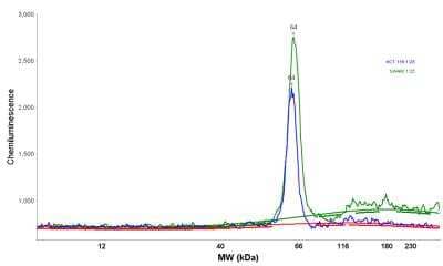 Simple Western: CTNNBL1 Antibody [NBP1-88298] - Electropherogram image of the corresponding Simple Western lane view. CTNNBL1 antibody was used at 1:25 dilution on HCT 116 and SW480 lysate(s) respectively.