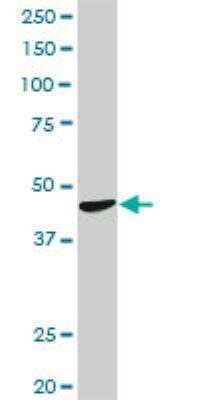Western Blot: CTNS Antibody [H00001497-D01P] - CTNS MaxPab rabbit polyclonal antibody. Western Blot analysis of CTNS expression in MCF-7.