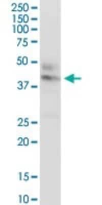Western Blot CTNS Antibody - Azide and BSA Free