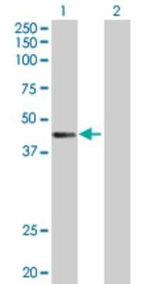 Western Blot: CTNS Antibody [H00001497-D01P] - Analysis of CTNS expression in transfected 293T cell line by CTNS polyclonal antibody.Lane 1: CTNS transfected lysate(45.10 KDa).Lane 2: Non-transfected lysate.