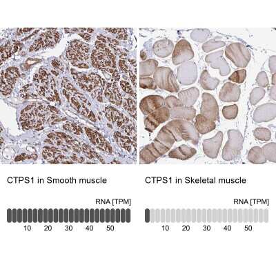 <b>Orthogonal Strategies Validation. </b>Immunohistochemistry-Paraffin: CTP synthase Antibody [NBP2-57099] - Staining in human smooth muscle and skeletal muscle tissues using anti-CTPS1 antibody. Corresponding CTPS1 RNA-seq data are presented for the same tissues.